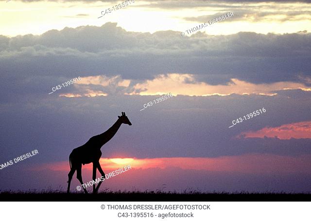 Masai Giraffe Giraffa camelopardalis tippelskirchi - At sunset  Masai Mara National Reserve, Kenya