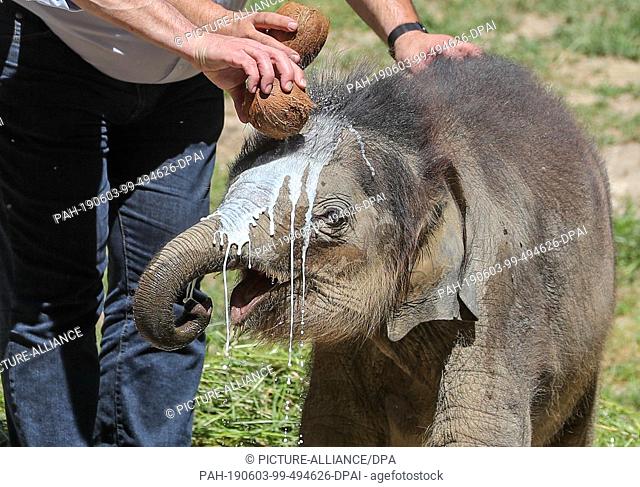 03 June 2019, Saxony, Leipzig: The Lord Mayor of Leipzig and the Zoo Director baptize the little elephant bull at Leipzig Zoo with coconut milk under the name...
