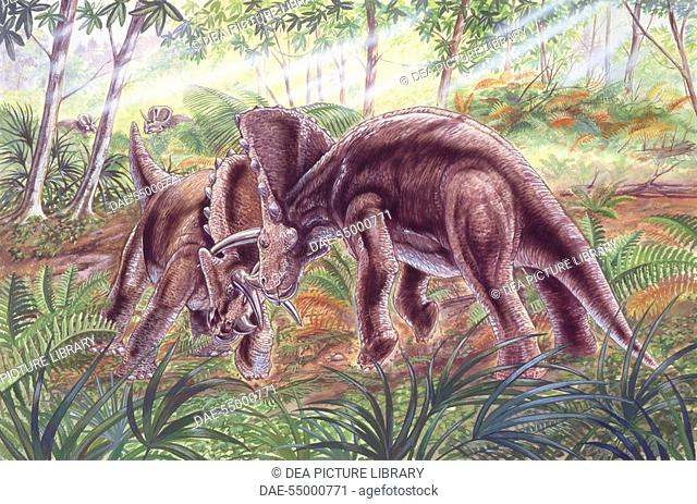 Palaeozoology - Cretaceous period - Fight between Pentaceratops - Art work
