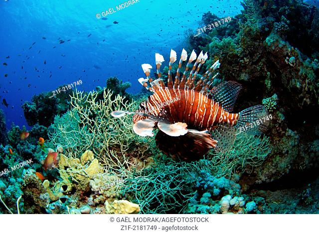 Common lionfish swimming in the north of Egypt, Ras Mohamed reef, Red Sea. Pterois volitans