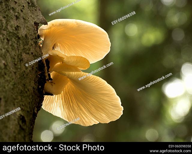 Mushrooms growing on a tree trunk in the autumn forest. Close up view