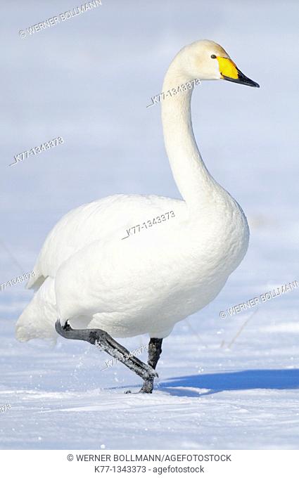 Whooper Swan (Cygnus cygnus), Lake Tysslingen, Sweden