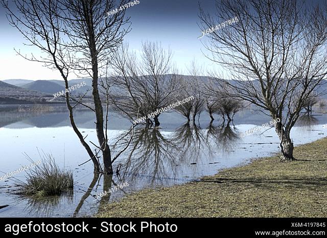 Trees and their reflection on the shore of a flooded lake. Yesa reservoir. Aragon, Spain, Europe