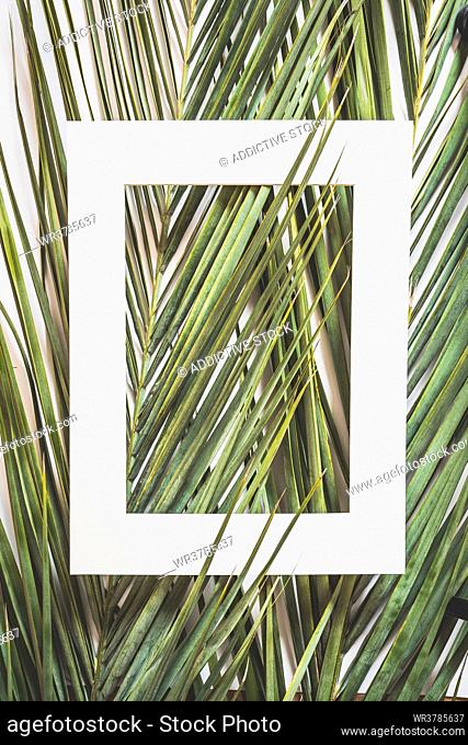 palm leaf, frame