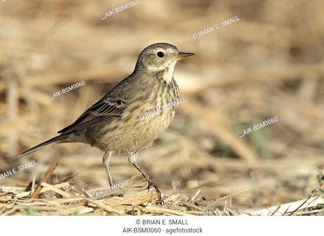 Adult non-breeding American Buff-bellied Pipit (Anthus rubescens rubescens) standing on the ground in Riverside County, California, USA