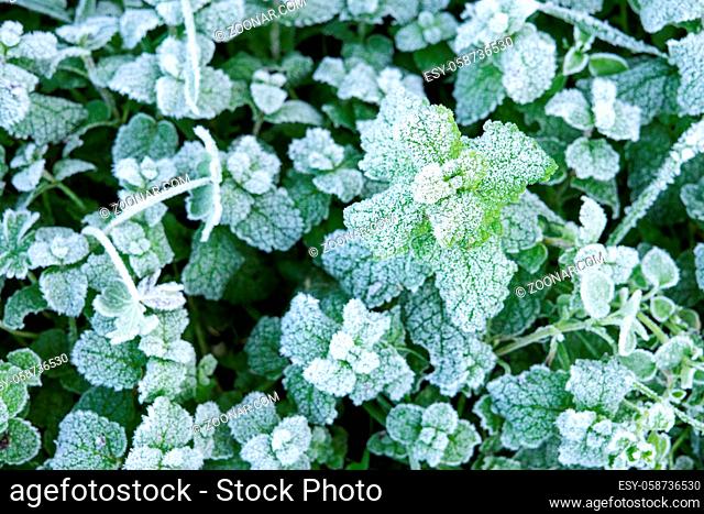 Wild peppermint leaves covered with white hoar frost. Winter nature background