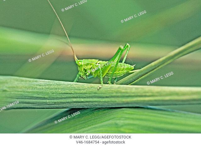 Speckled Bush Cricket Leptophyes punctatissima nymph female
