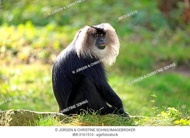 Lion-tailed Macaque or Wanderoo (Macaca silenus), adult, sitting on rocks, Apeldoorn, Gelderland, The Netherlands