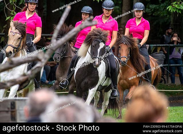 03 September 2023, Mecklenburg-Western Pomerania, Stralsund: Icelandic horses are presented by the Josephine von der Waydbrink riding school on the show meadow...