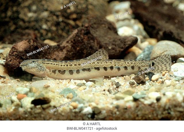 spined loach, spotted weatherfish Cobitis taenia, lying on ground, Croatia