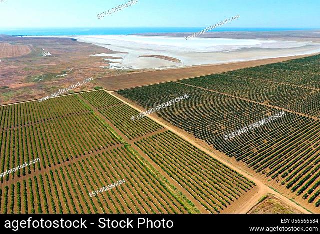 Vineyards near the salt lake. View from above