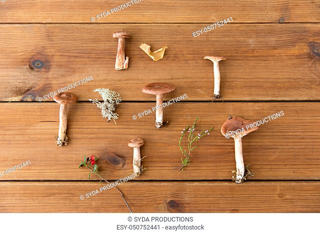 lactarius rufus mushrooms on wooden background