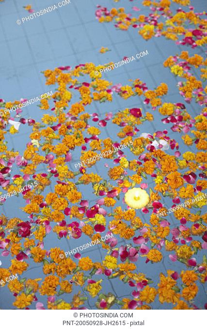 High angle view of rose petals floating on water