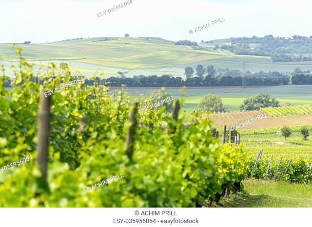 winegrowing scenery around loerzweiler in rhineland-palatinate in germany at spring time