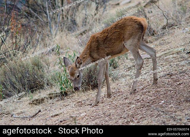 Young Spanish red deer Cervus elaphus hispanicus. Monfrague National Park. Caceres. Extremadura. Spain