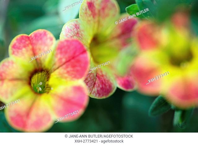 calibrachoa chameleon, sunshine berry, multi coloured mini-petunia flowers