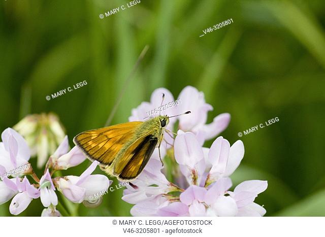 Essex Skipper, Thymelicus lineola, similar to the Small Skipper but the tips of the antennae are black. Orangish skipper with black edge border to wings