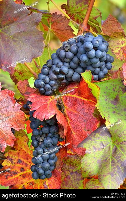 Red wine grapes on the vine with colourful leaves in autumn, Lemberger, grapes, Kraichgau