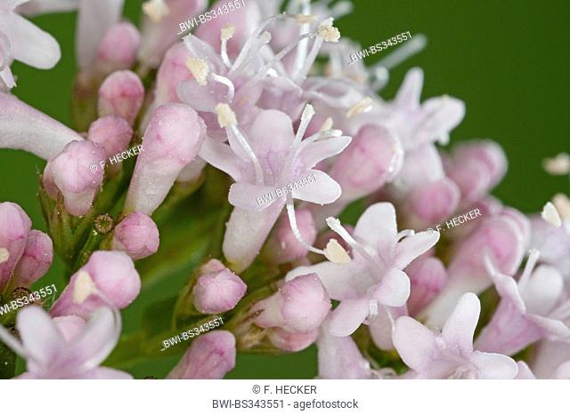 common valerian, all-heal, garden heliotrope, garden valerian (Valeriana officinalis), flowers, Germany
