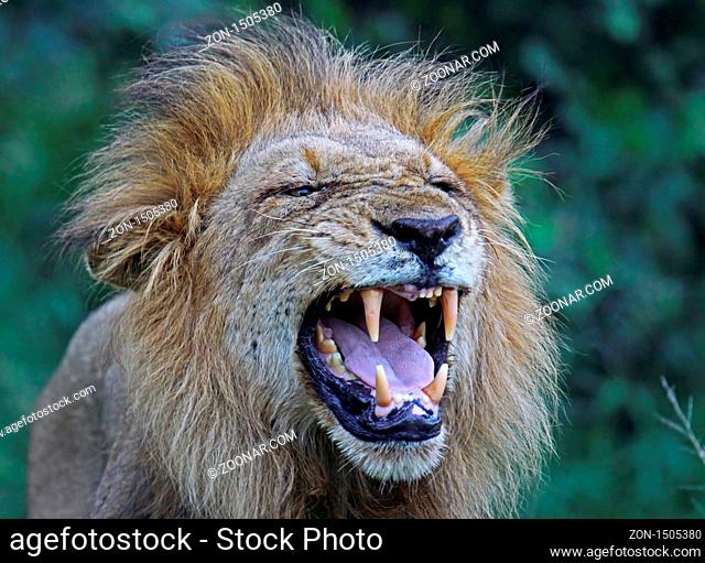 Männlicher Löwe, male Lion, Südafrika, South Africa
