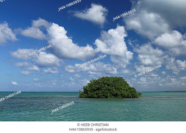 Mangroves at National Park del Este, Bayahibe, La Romana, Dominican Republic