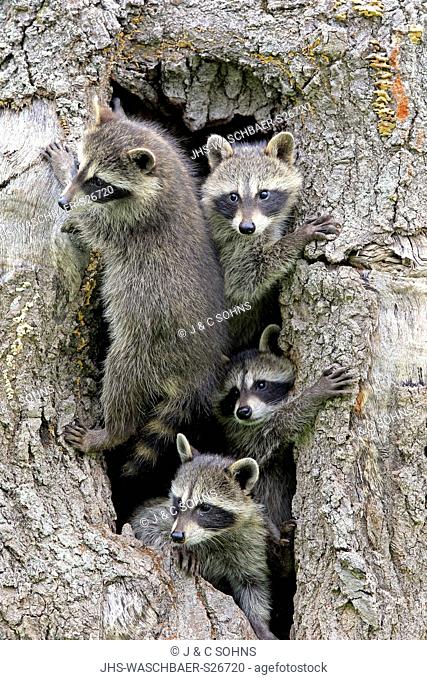 North American Raccoon, common raccoon, North American raccoon, (Procyon lotor), four young siblings on tree curious, Pine County, Minnesota, USA, North America