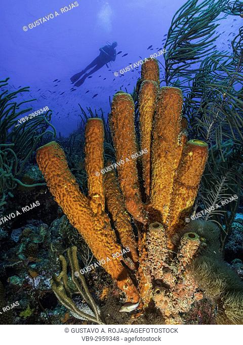 Caribbean Sea Los Roques, Scuba-Diver Tour, Underwater, Venezuela, Yellow Tube Sponge -Aplysina fistularis-