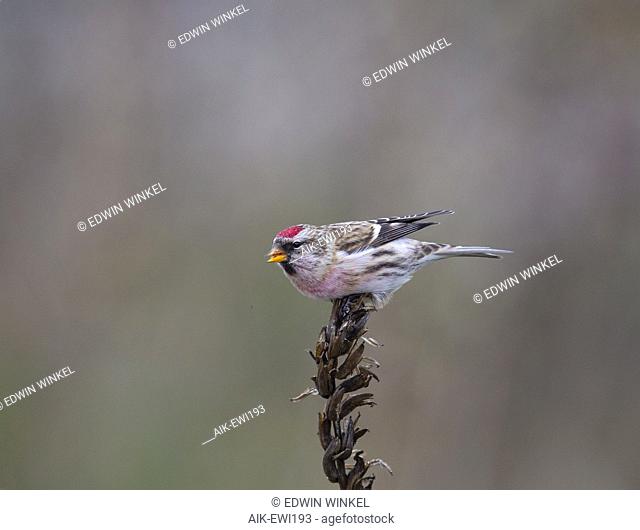Adult male Mealy Redpoll (Carduelis flammea) feeding on herbs in The Netherlands during late autumn