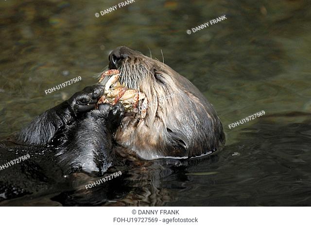 Southern sea otter Enhydra lutris nereis Feeding on a crab, Monterey, California, USA, Pacific Ocean, National Marine Sanctuary endangered species