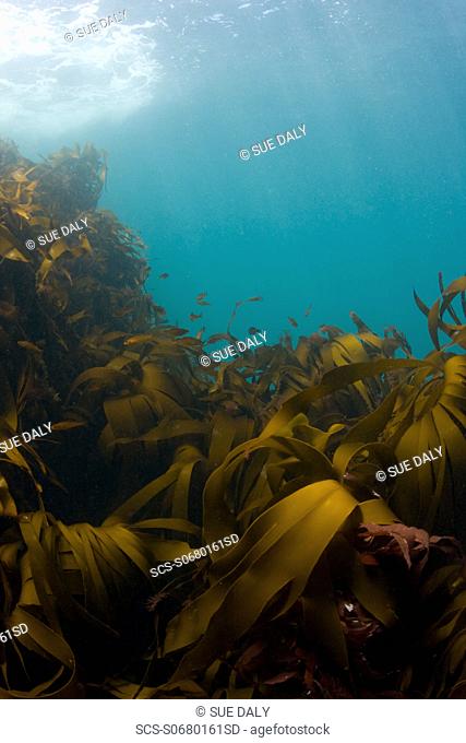 Kelp Laminaria sp