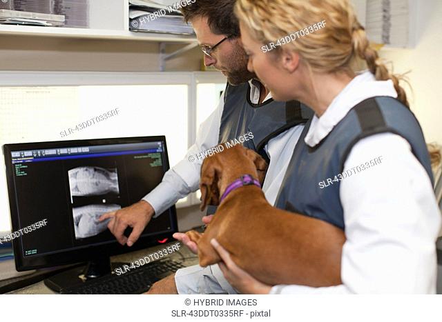 Veterinarians examining x-rays in office