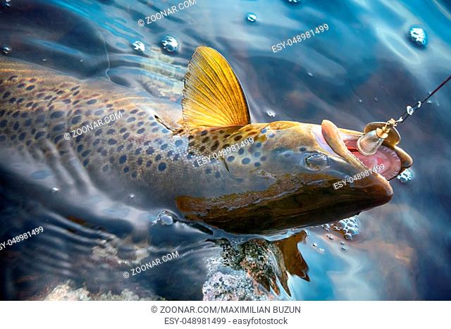 Spinning fishing (lure fishing) trout in lakes of Scandinavia. Brook trout (steelhead rainbow trout, char, bull-trout, cutthroat, lax