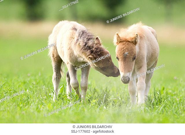 Miniature Shetland Pony. Two foals on a pasture