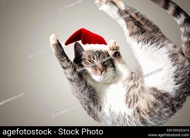 Flying or jumping funny tabby santa cat in red hat isolated on white and gray background. Copy space. Greeting card template. Holiday lazy kitten