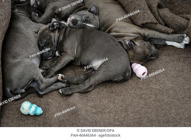 Staffordshire bull terrier whelps rest in an animal shelter in Nuremberg, Germany, 04 March 2014. Custom officials checked a transporter from Eastern Europe and...