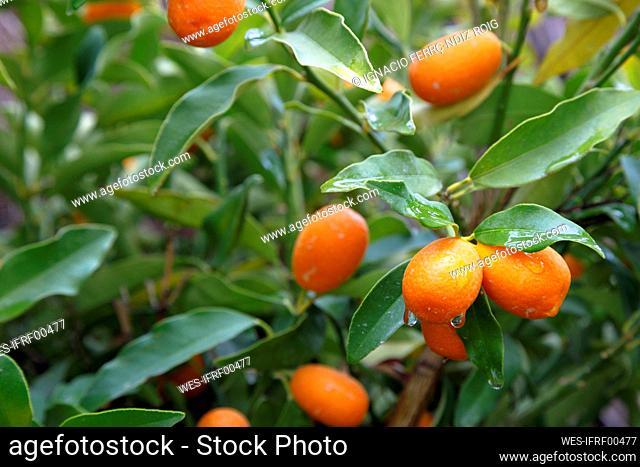Bunch of fresh wet kumquats on tree