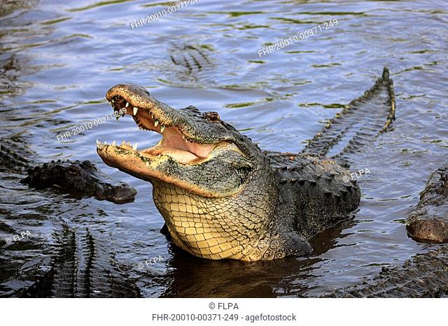 American Alligator Alligator mississipiensis adult, feeding, head raised out of water, Florida, U S A