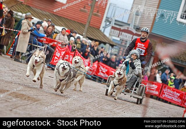 07 January 2023, Saxony-Anhalt, Hasselfelde: A participant of the 22nd International Sled Dog Race in the western town of Pullman City Harz during the lap chase