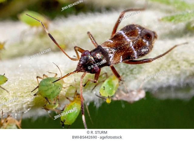 ant capsid bug (Myrmecoris gracilis), sucking a greenfly, Germany, Bavaria