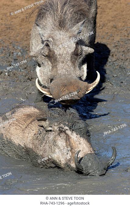 Warthog (Phacochoerus aethiopicus) mudbathing, Mkhuze game reserve, KwaZulu-Natal, South Africa, Africa