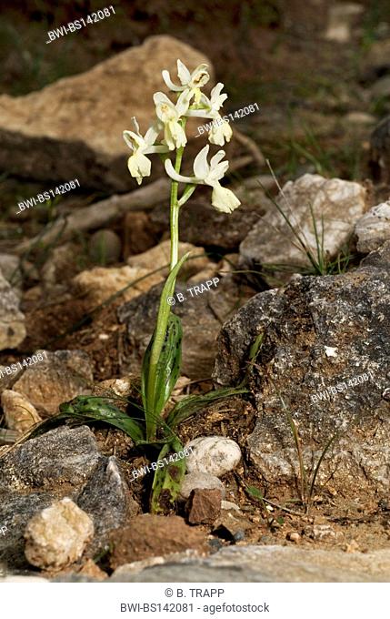 orchid (Orchis provincialis), blooming, Greece, Rhodes