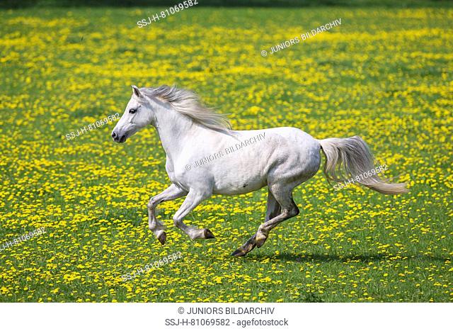 Welsh Pony (Section B). Gray mare galloping on a meadow. Germany