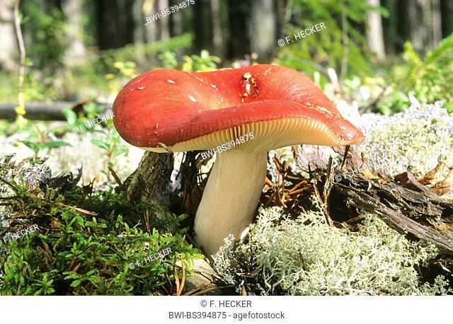 tall russule (Russula paludosa), fruiting body on mossy and lichened deadwood, Germany