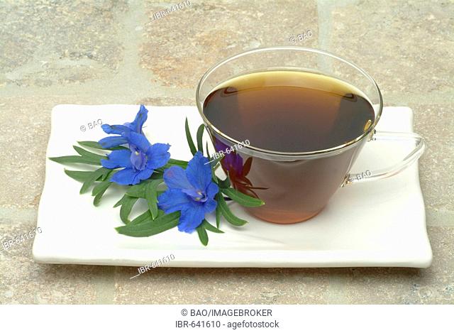 Forking Larkspur (Delphinium consolida, Consolida regalis), herbal tea