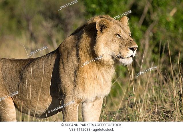A male lion walks the plains of the Masai Mara in Kenya
