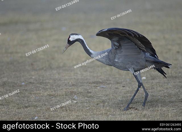 Common crane (Grus grus) limping (without part of one leg). Gallocanta Lagoon Natural Reserve. Aragon. Spain