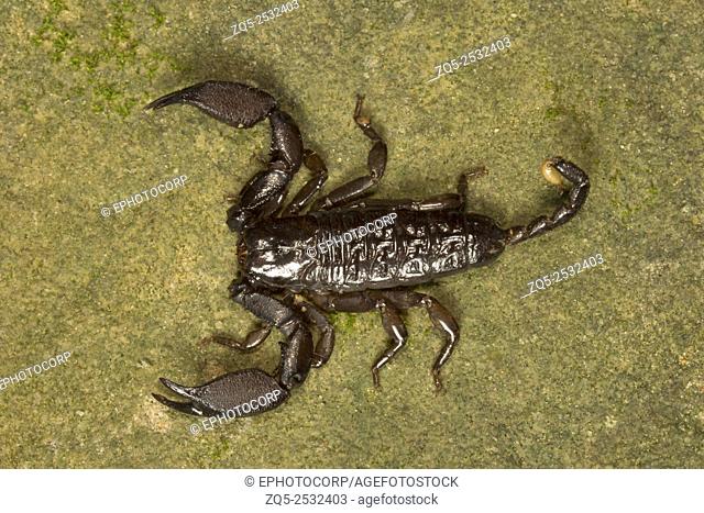 Wood scorpion, Liocheles sp, Hemiscopiidae, Trishna, Tripura , India
