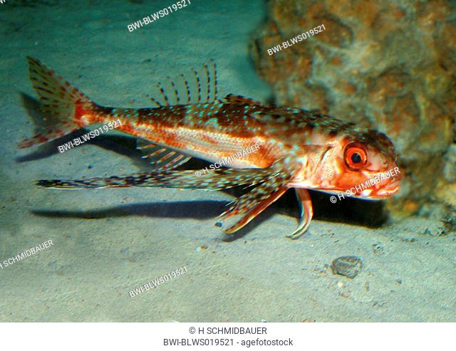 tub gurnard, sapphirine gurnard Trigla lucerna, Chelidonichthys lucerna, edible fish of the Metirranean Sea, Eastern Atlantic