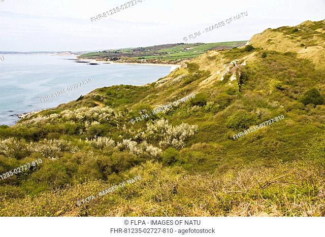 View of coastline, with coastal scrub habitat, bay, beach, farmland and distant village, Dorset, England, april