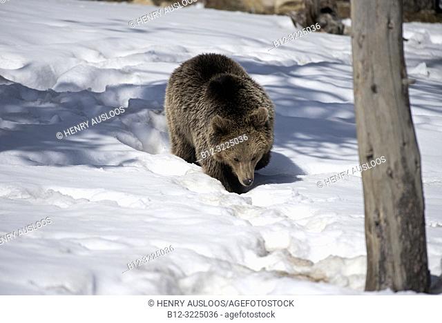 Brown bear in the snow, end of winter (Urrsus arctos), Pyrenees